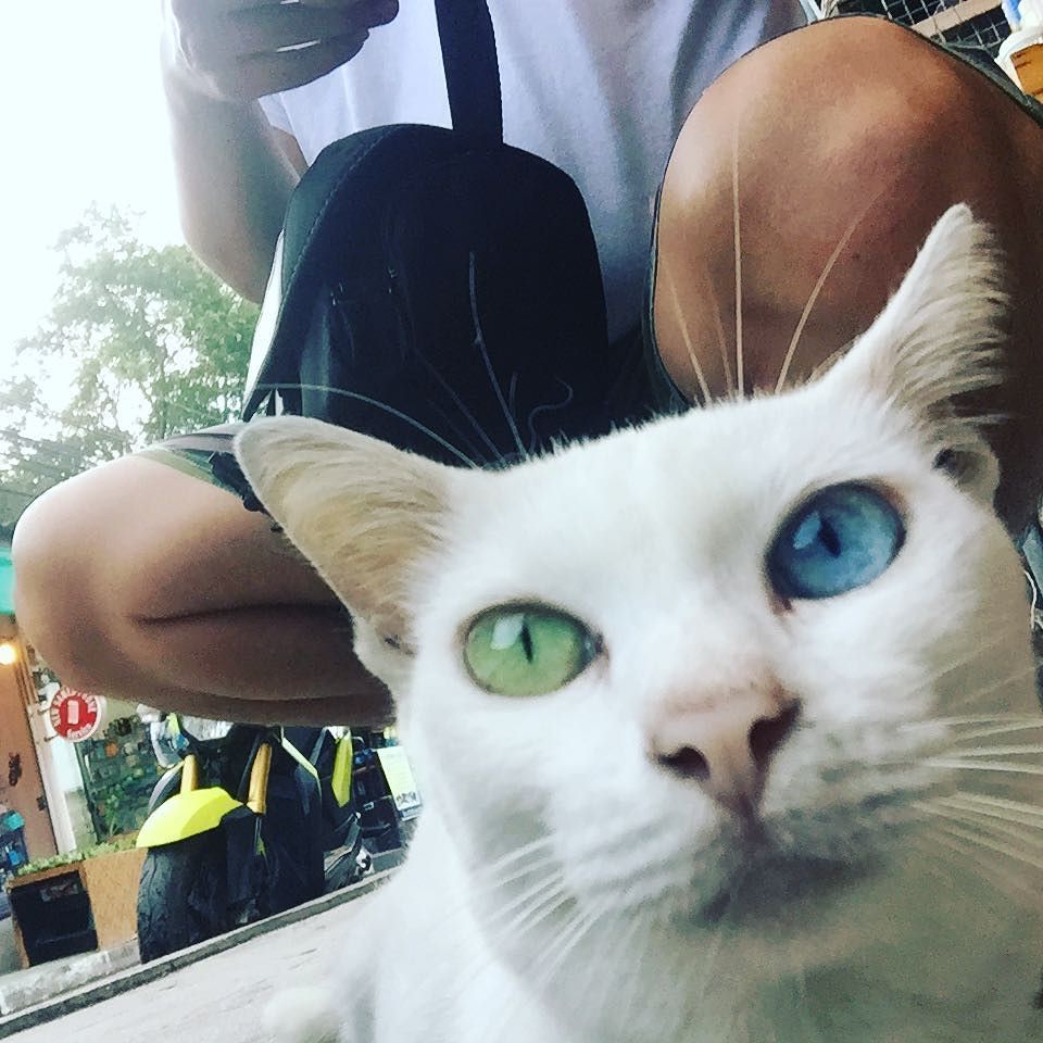 askalhPa's tweet photo. オッドアイちゃん
#kosamed #thaicats https://t.co/EObQCIbwXR https://t.co/rFluVhXIVI