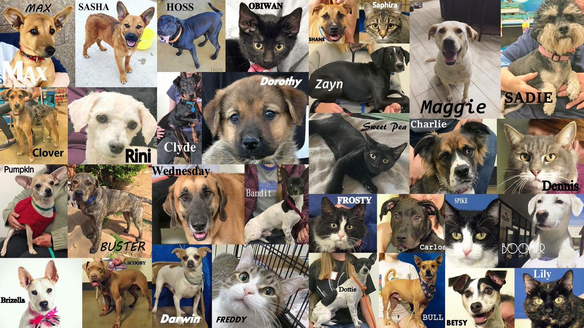 Pet Adoption League tweet media