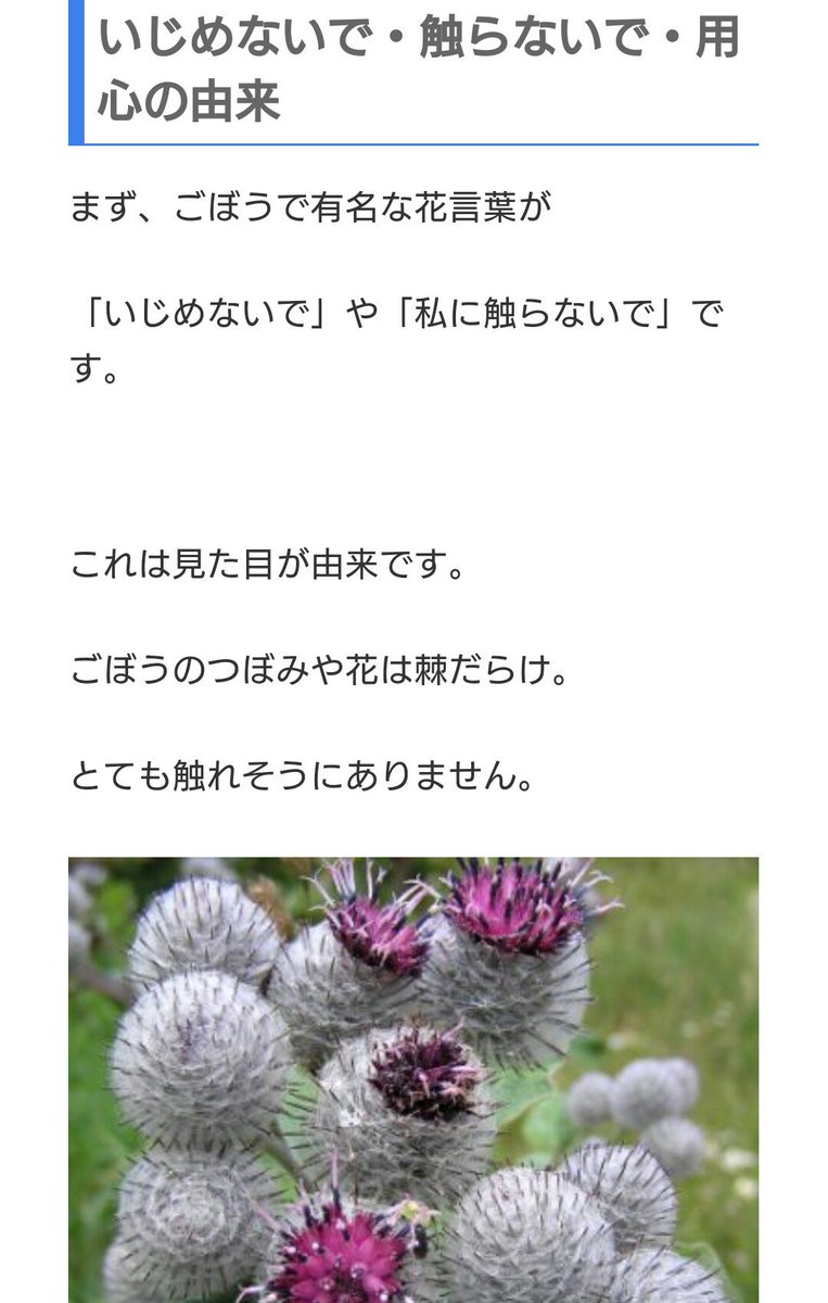 ごぼうの花言葉 Twitter Search Twitter