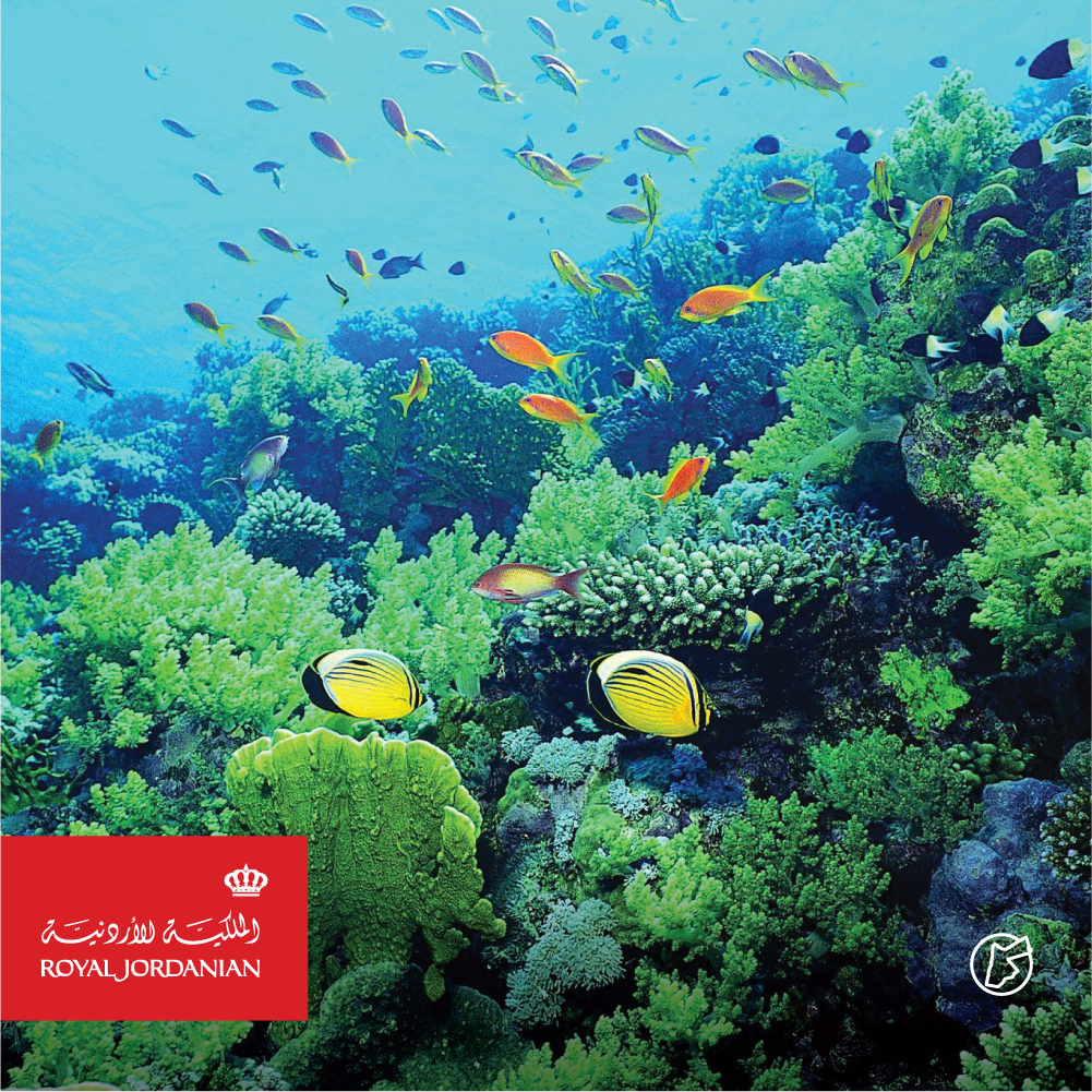 Атлантический океан коралловый риф. Дайвинг на сахалине. Водное разнообразие. Пресноводные экосистемы. Экосистема кораллового рифа.