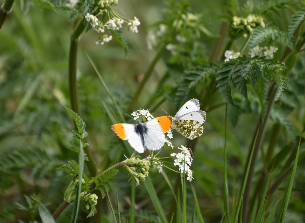 countrymousie's tweet image. Serious romancing in the woods @wildlife_uk @WoodlandTrust #orangetips #Butterflies #suffolk #conservation @CountryfileMag #photooftheday