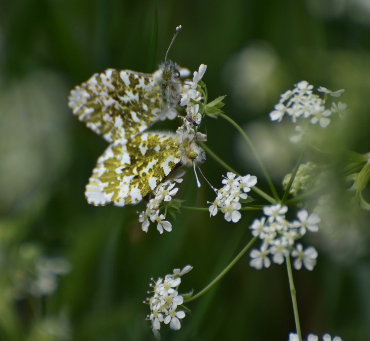 countrymousie's tweet image. Serious romancing in the woods @wildlife_uk @WoodlandTrust #orangetips #Butterflies #suffolk #conservation @CountryfileMag #photooftheday
