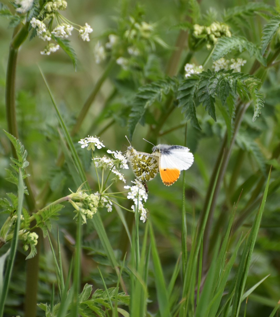 countrymousie's tweet image. Serious romancing in the woods @wildlife_uk @WoodlandTrust #orangetips #Butterflies #suffolk #conservation @CountryfileMag #photooftheday