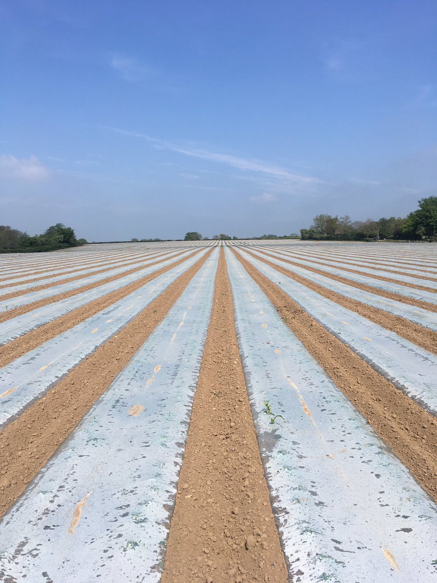 Looking good <a href="/sussexfarming/">A. R. Peters & Son</a>