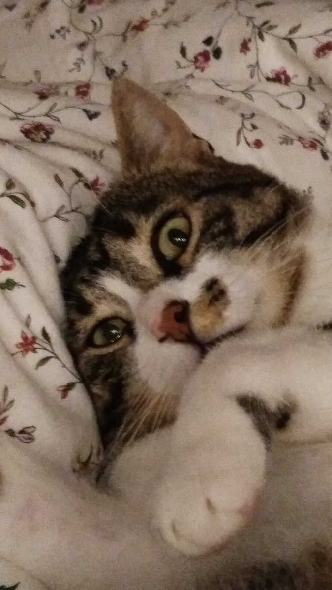 meowulises's tweet photo. https://t.co/juuyE0NBNG