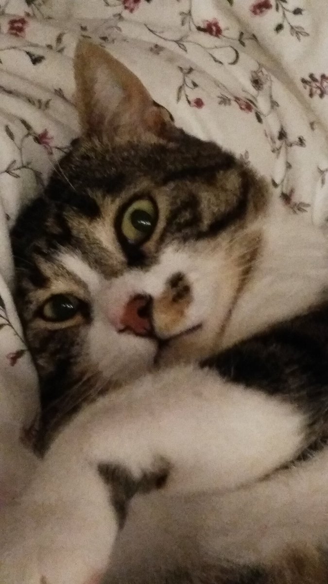 meowulises's tweet photo. https://t.co/juuyE0NBNG