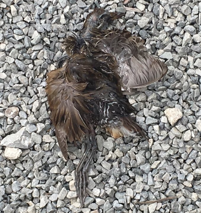 Seiurus's tweet photo. Last week's rains in OK served up 14 live Soras at one spot, plus window-killed Sora below at another. #morails #deadbirds https://t.co/TpoGHsqvWz