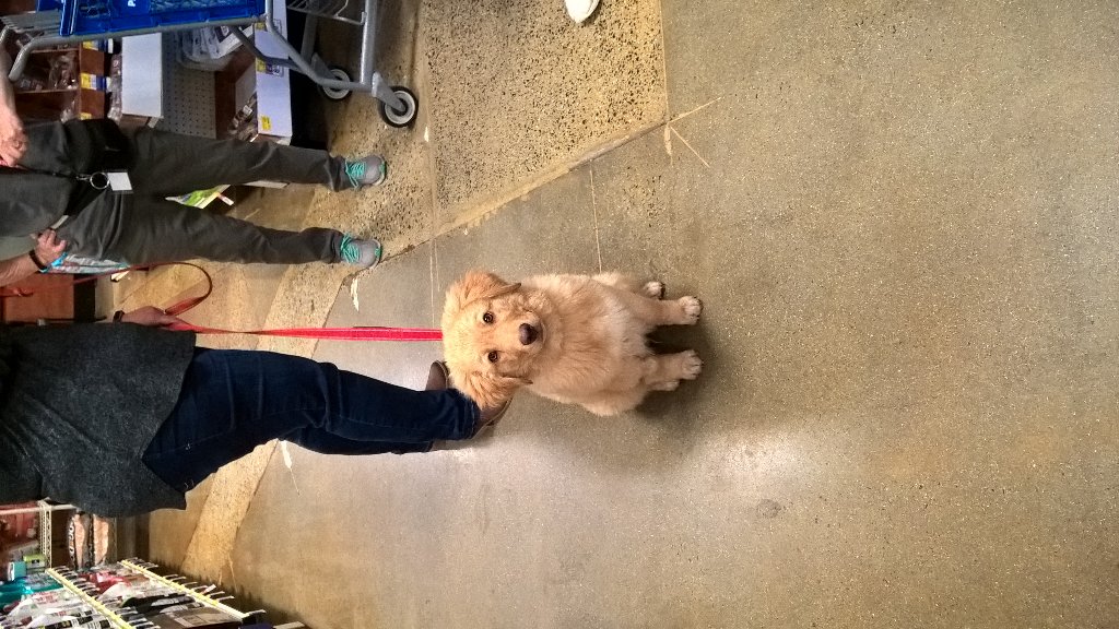 PetSmart #2392 tweet media