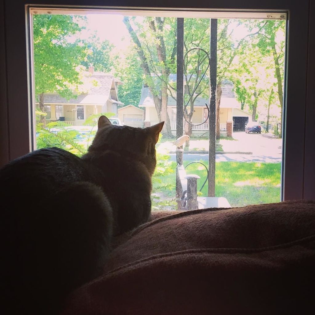 OddfellowsBooks's tweet photo. Alice just wants to make a new friend #housecatproblems #caturday #catsofinstagram https://t.co/zBjmBhBr0X https://t.co/N5PYaGfZaw