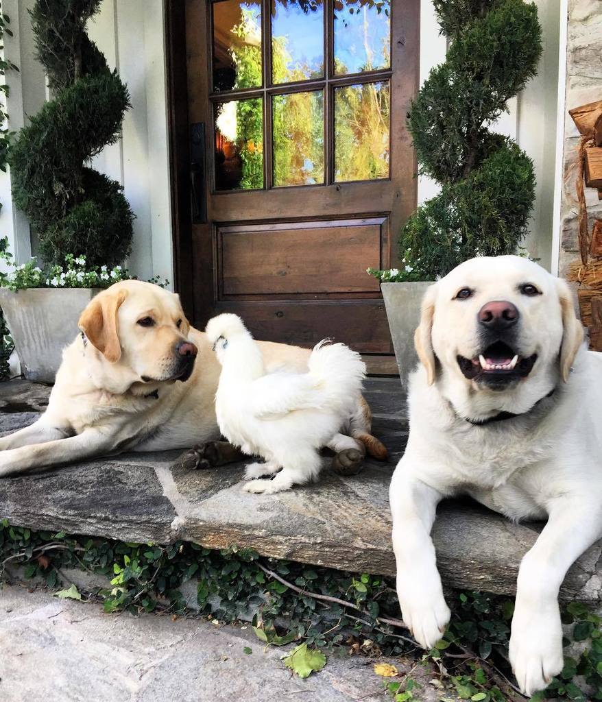 WendyBellissimo's tweet photo. GOTO MY INSTAGRAM FOR DETAILS> https://t.co/gkY0yWzltf Maverick: So this chicken walks up to a Labrador..... #standupcomedy #labsofinstagr… https://t.co/Ijk7GlpiUp