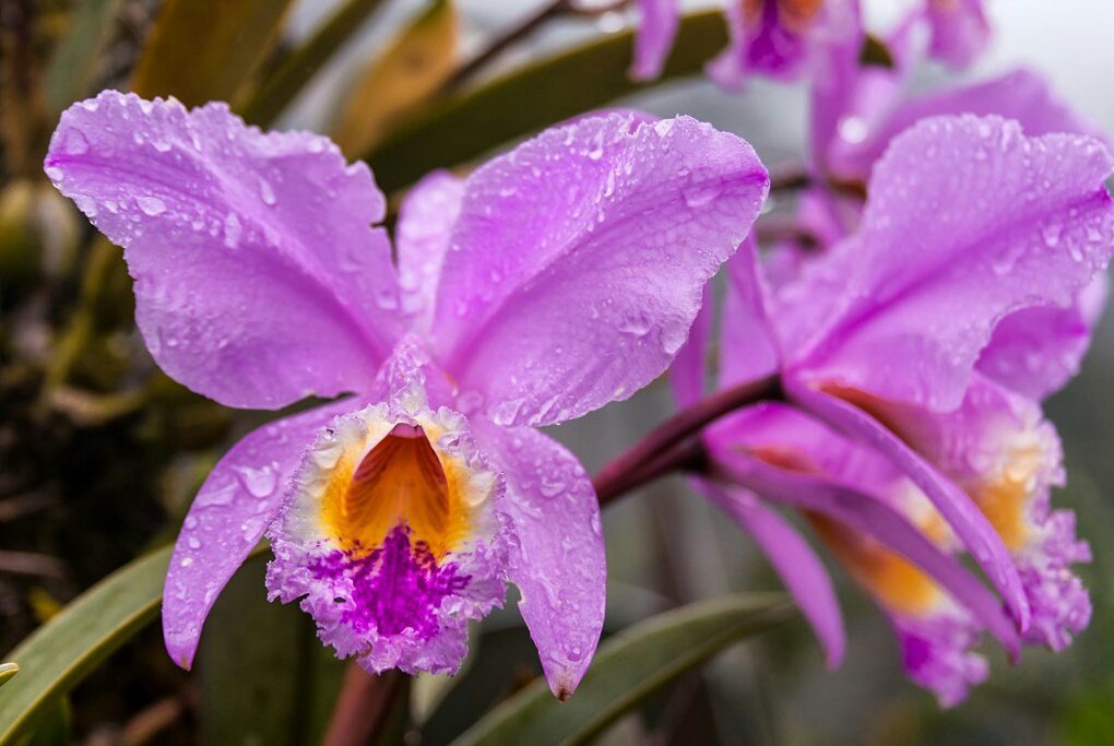 Marleny Contreras on Twitter: "Orquídea, flor nacional, originaria ...