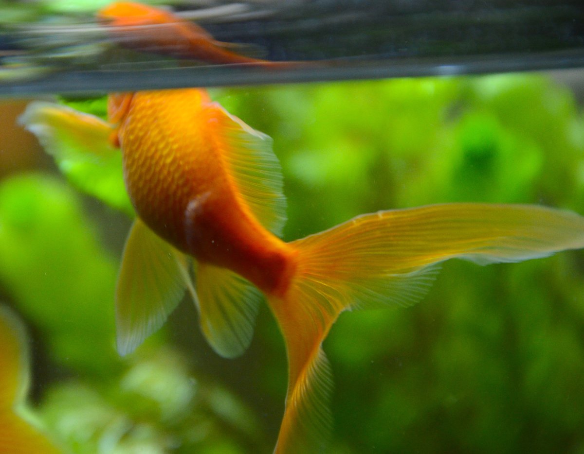 Twitter पर みよ村 金魚 Help うちの老魚 八千代の胴体後方が 皮膚病になってしまいました まずは病名を探してしていますが もし これだよ とわかる方がいたら 教えていただけないでしょうか 尻尾は白点病ではありません 本人は至って元気です Twitter पर みよ村 金魚 Help うちの老魚 八千代の胴体後方が 皮膚病になってしまいました まずは病名を探してしていますが もし これだよ とわかる方がいたら 教えていただけないでしょうか 尻尾は白点病ではありません 本人は至って元気です