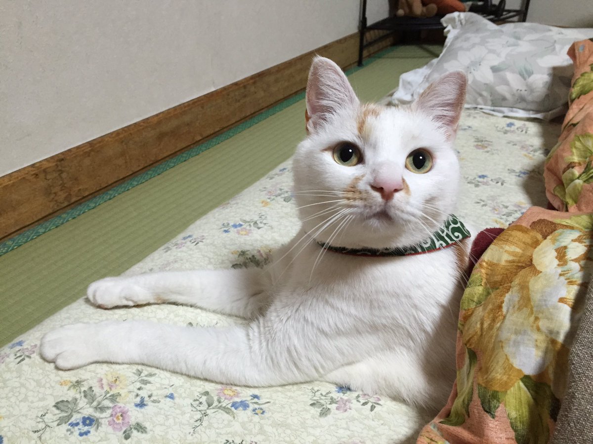 拡散お願い致します。岩手県北上市付近で猫を探しています。

・名前「小太郎」
・雄猫
・4才
・去勢済み
・唐草模様のバンダナ
・白地に茶色の模様

5/4(木)から行方が分かりません。
心当たりがある方、もしいらっしゃいましたら、DMにてお願い致します。
 
#猫を探しています