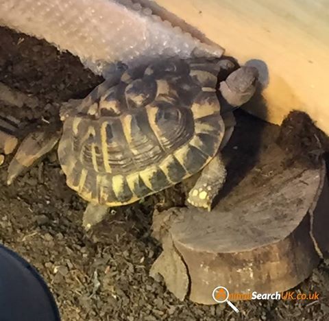 AnimalSearchUK's tweet photo. PLZ RT @SussexNewspaper @RSPCAsussexN #MissingTORTOISE #crossbush #arundel #sussex #BN18 #findthistortoise
https://t.co/iMeDGnG6a5 https://t.co/QN4qQxrKBu