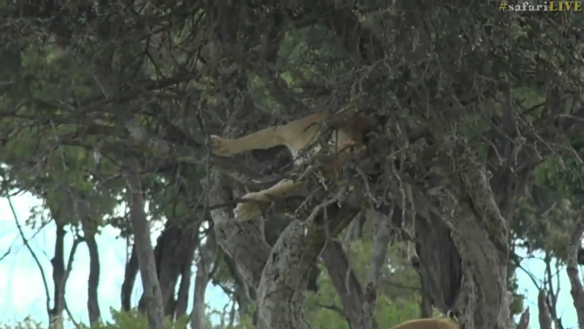 Karambabrowne's tweet photo. #1WordTweet #OneWordTweet #SafariLive  Incredible :) https://t.co/88wMBPCzNM