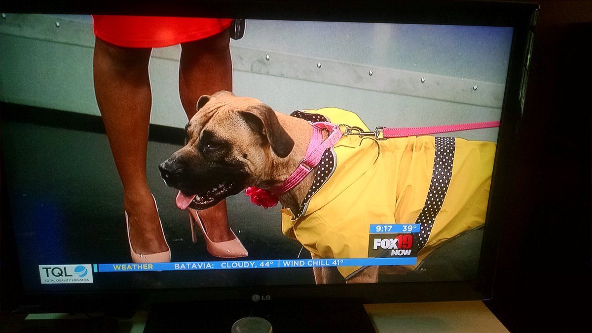 LFAW's tweet photo. Did you catch Lexus on @FOX19 this morning? #famous #AdoptDontShop https://t.co/zYVbDESaJf