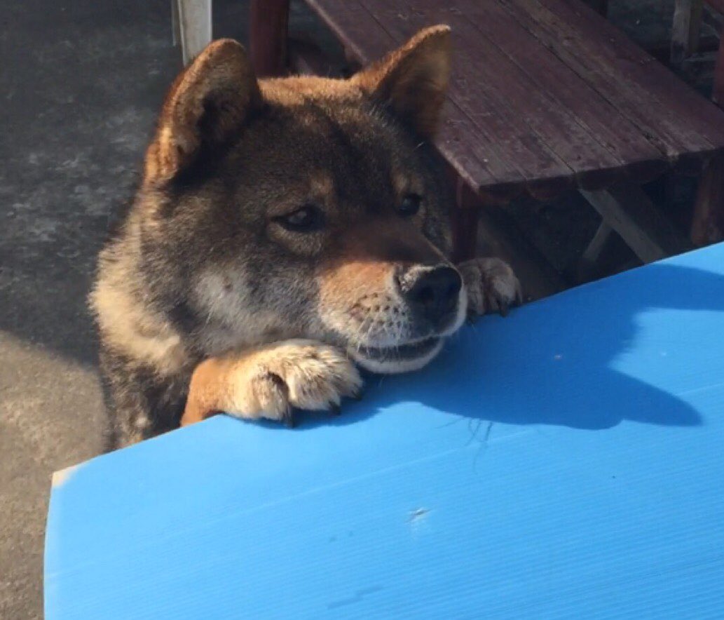 Gwの奈良公園 鹿せんべいが飽和状態でお供物みたいになってるwww えのげ Gwの奈良公園 鹿せんべいが飽和状態でお供物みたいになってるwww えのげ