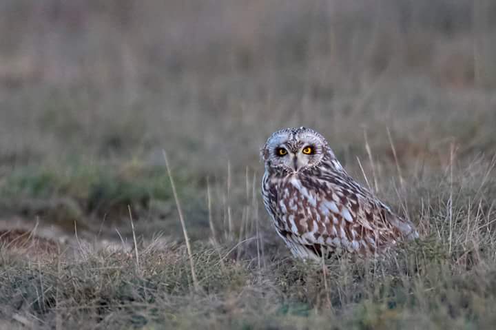 La lechuza campestre, el mejor control biológico de topillos en zonas agrícolas #cadenatrofica