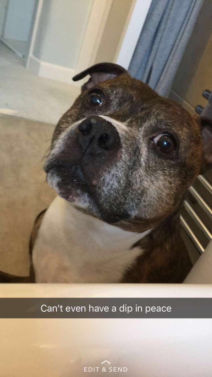 Chucky (@chuckystaffy) on Twitter photo 