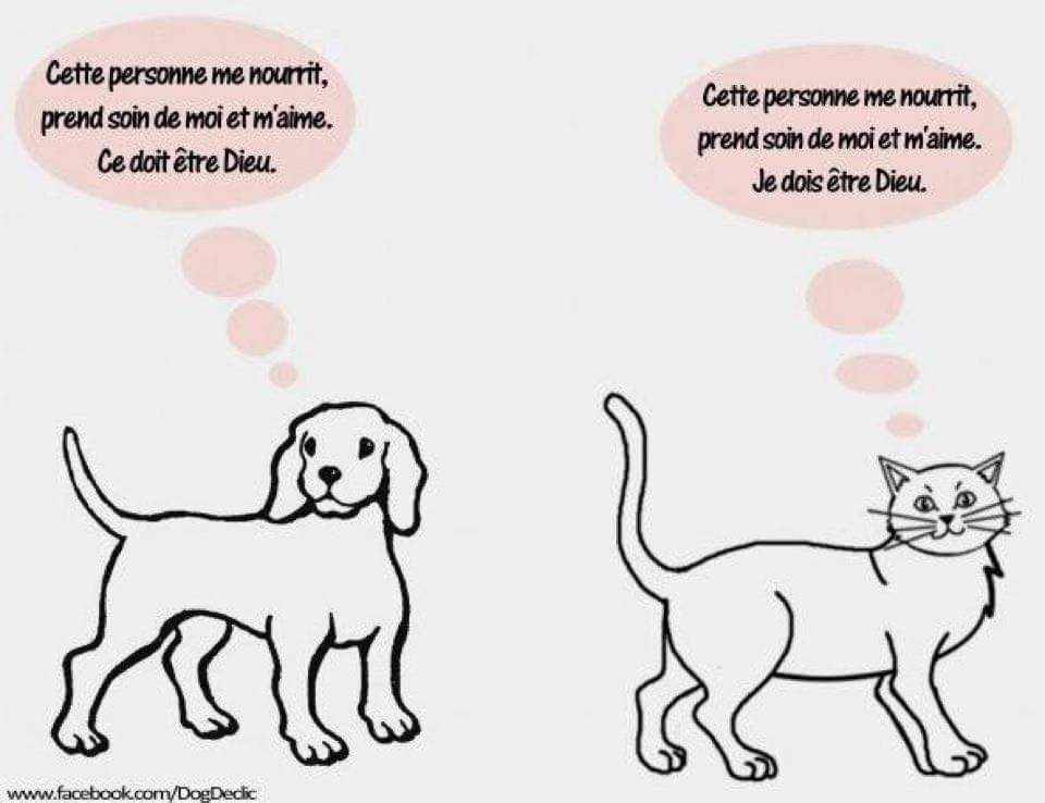 Educhateur Comportement Felin Chatmediderire Chatmedi Caturday Chats Chiens Humour