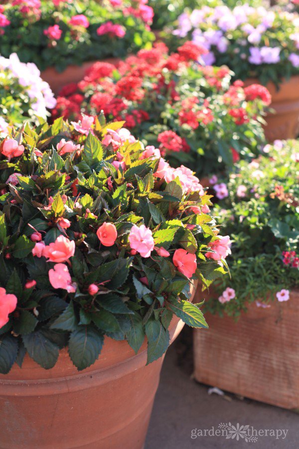Aren't these stunning?! The Secrets to Successful Container Gardening -> gardentherapy.ca/successful-con…