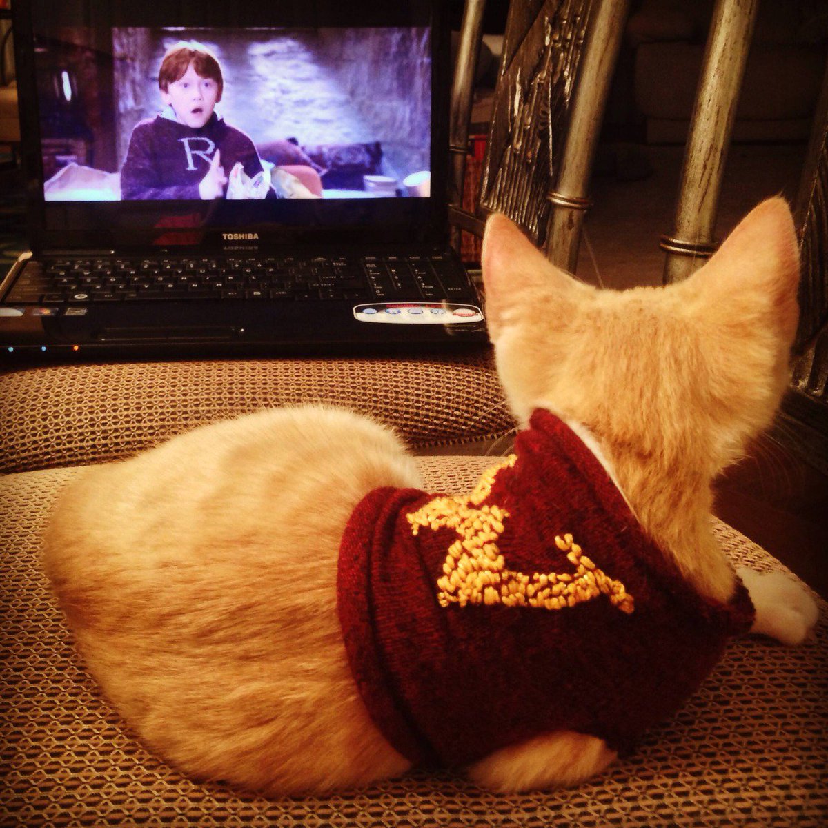 New kitten must be a Weasley