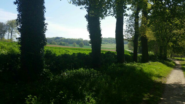 Marcpaulrosier's tweet image. Ik wandelde vandaag in de omgeving van #Spaubeek Dat is in Limburg. Erg genoten vd mooie omgeving 😀