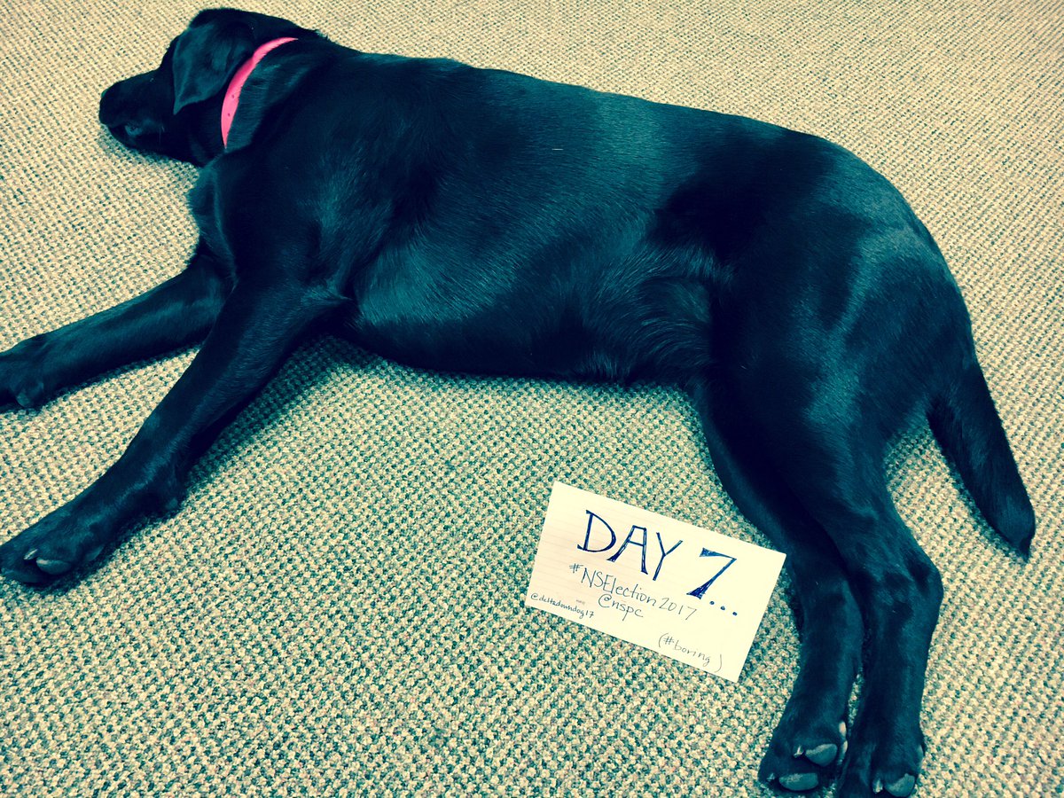 deltadowndog17's tweet image. Still chillin' at the @nspc HQ. #NSElection2017 #campaigndog #labsareawesome #dogsofinstagram