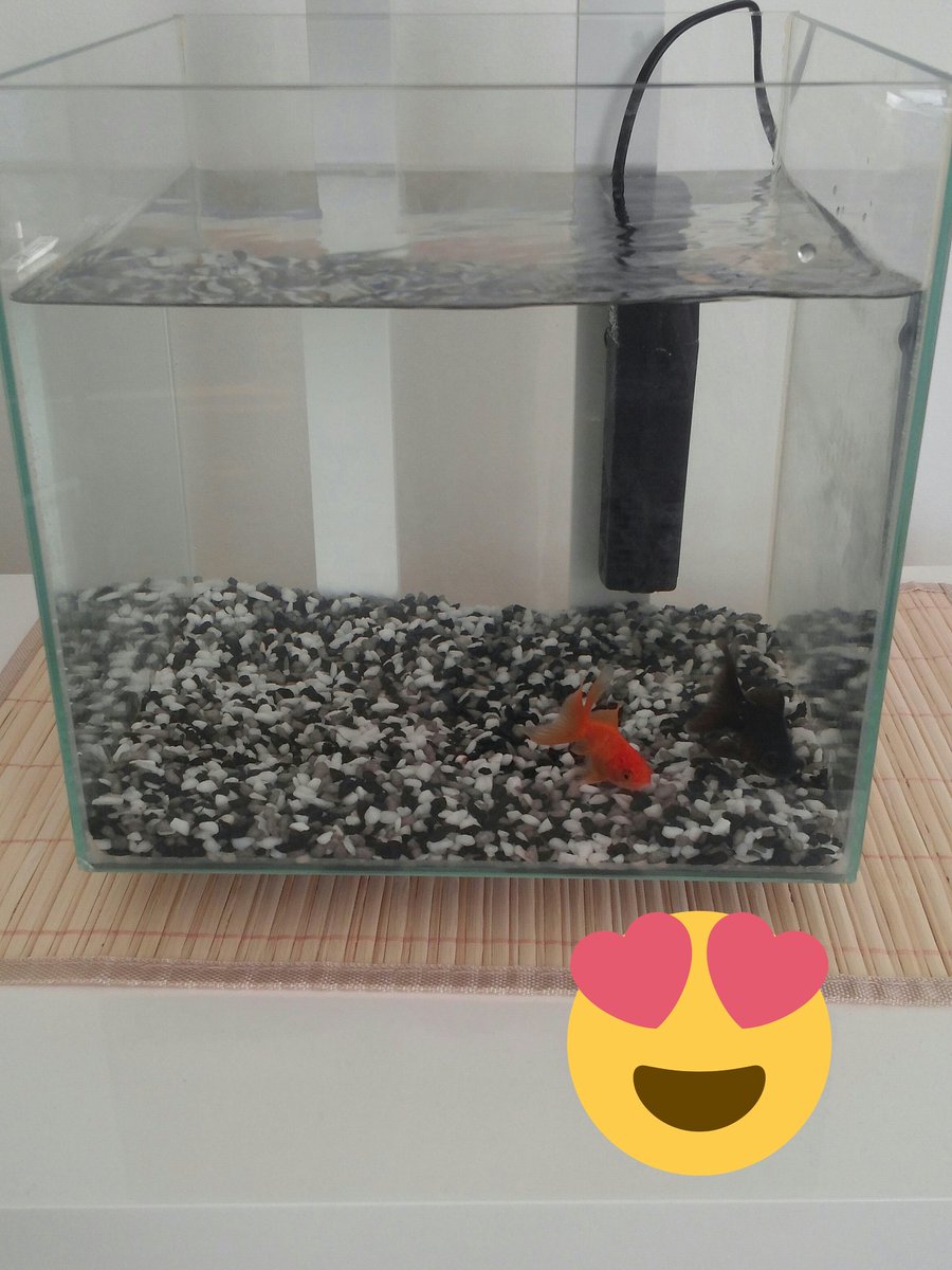 HamieTV's tweet photo. Bienvenue à mes 2 nouveaux arrivants "Suka" et "Blyat" :p https://t.co/vXd84etfP2