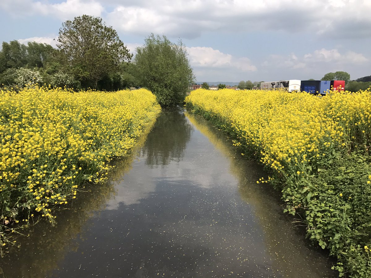 waterlevels's tweet image. How yellow are your ditches and what is it? #ditchology facebook.com/waterlevels/po…