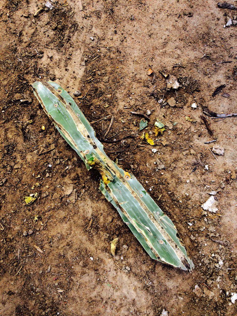 Bitten by calves as the last food resource during the region persistent droughts. Santaluz, Bahia