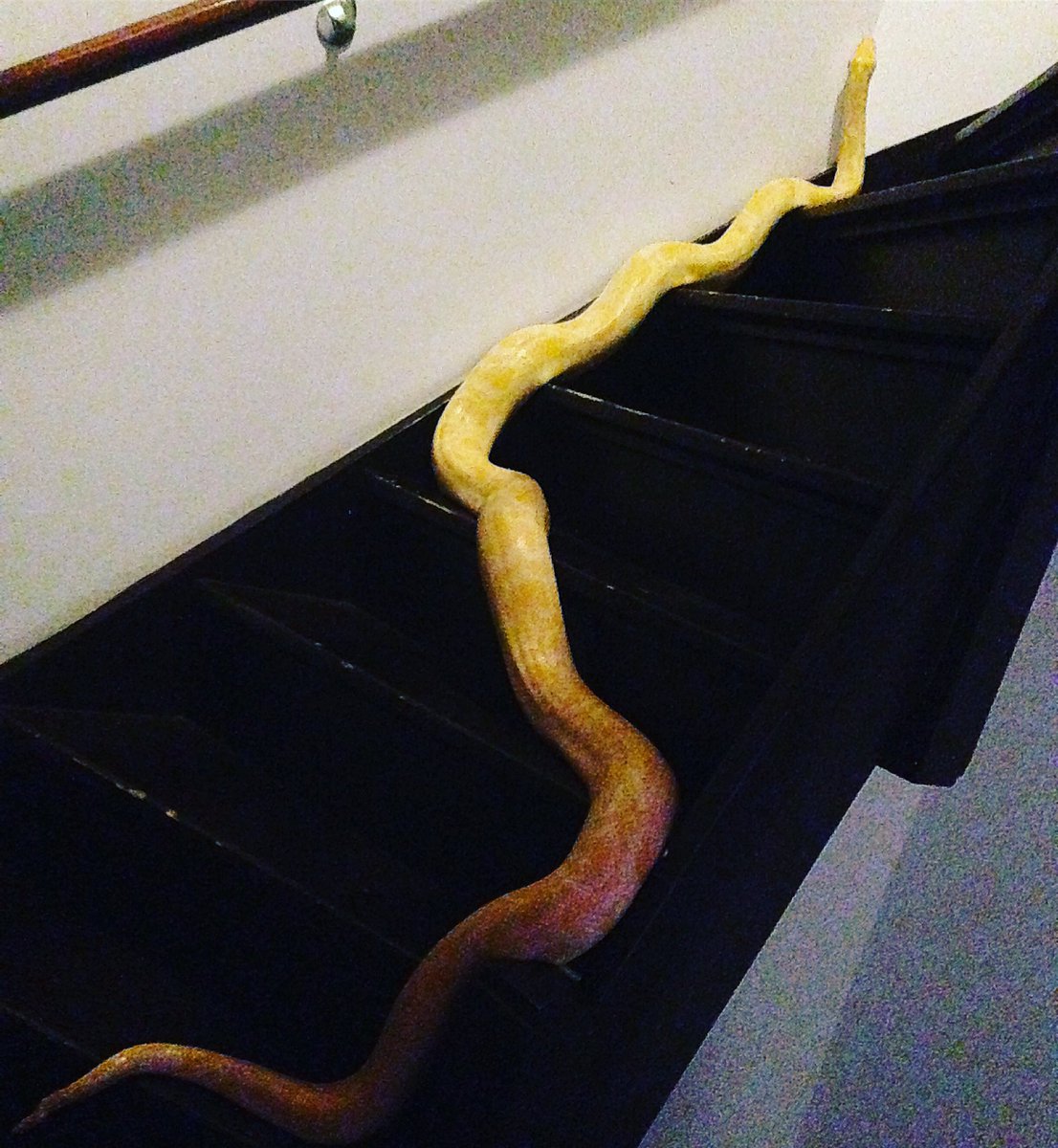 Huffy decided to take look upstairs  👀 #burmesepython #burmesepythons  #python #pythons #pythonbivittatus #snake #snakes