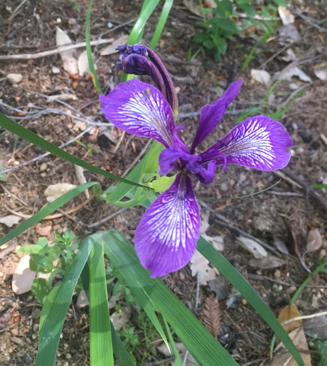 CampPicoBlanco's tweet photo. The spring bloom is coming back to camp #PaloColoradoRd #SummerCamp #LifePostFire https://t.co/fQdlwfq8OT