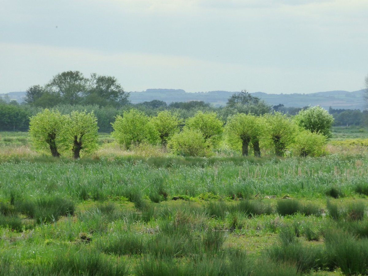 lovethelevels's tweet image. Lovely when light catches the recently pollarded willows at #RSPBGreylake #SomersetLevels @waterlevels @vickybanham @andyheald @MaRkrRSPB