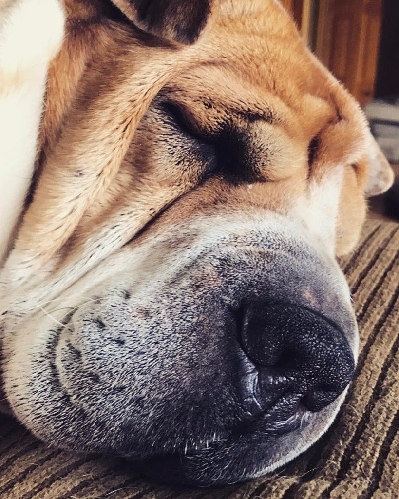 RyanSkiva's tweet photo. Rainy days☔️🐶🐾 #HarlowTheBullPei #bullpeisofinstagram #bullpei #wrinklydogsofinstagram https://t.co/u3AFZn283Q https://t.co/CAVVBJOFPp