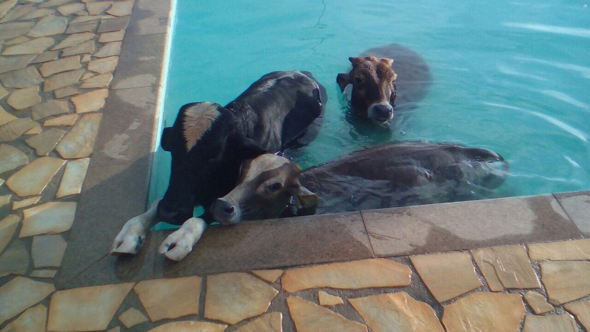 GomesAecio's tweet photo. Bombeiros resgatam vacas em piscina de clube em MG. Como elas foram parar lá? https://t.co/MxmMZMFAj9 #G1 by #g1 via @c0nvey https://t.co/rtfX2oDPNn