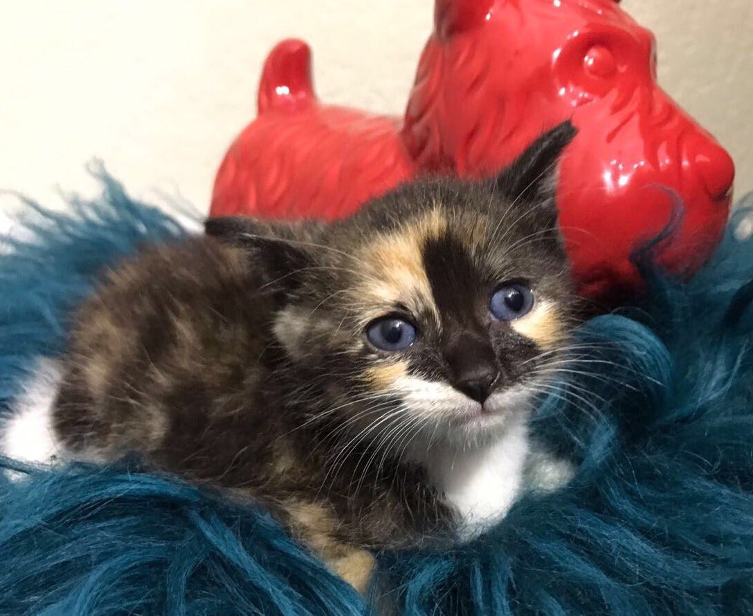AdoptMiamiPets's tweet photo. 🐱+🍼=❤️ Save a life by becoming a #KittenCuddler foster parent! Learn how you can help: https://t.co/K0yzAFqyGW #Miami #Kitten #PetsToLove https://t.co/8YZ6HJ8ndb