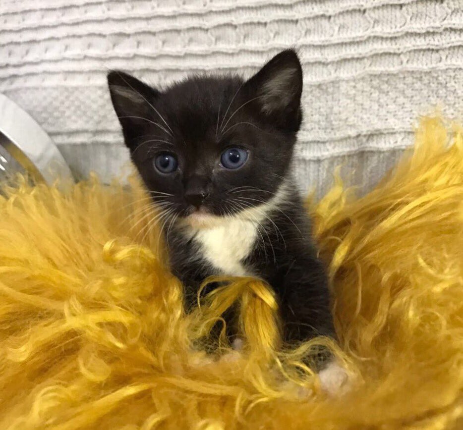 AdoptMiamiPets's tweet photo. 🐱+🍼=❤️ Save a life by becoming a #KittenCuddler foster parent! Learn how you can help: https://t.co/K0yzAFqyGW #Miami #Kitten #PetsToLove https://t.co/8YZ6HJ8ndb
