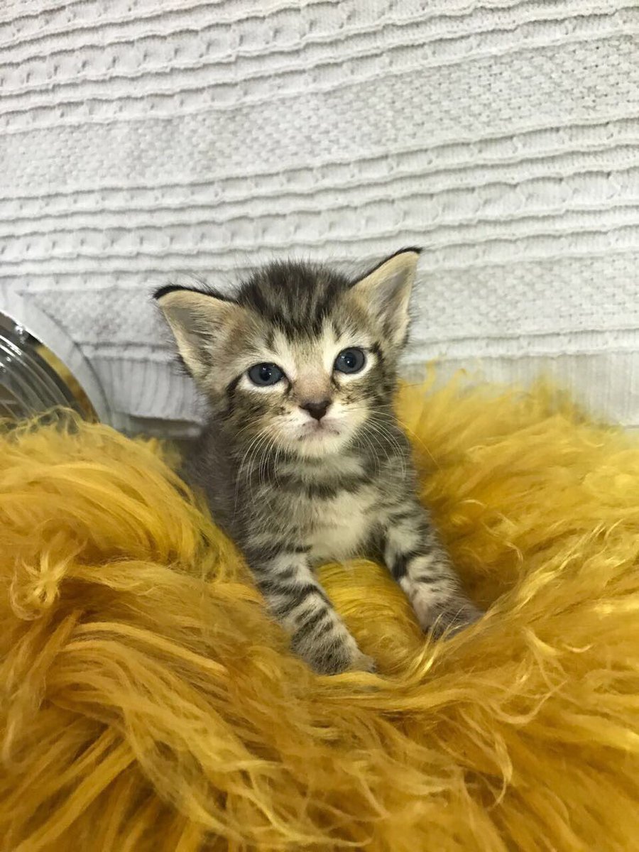 AdoptMiamiPets's tweet photo. 🐱+🍼=❤️ Save a life by becoming a #KittenCuddler foster parent! Learn how you can help: https://t.co/K0yzAFqyGW #Miami #Kitten #PetsToLove https://t.co/8YZ6HJ8ndb