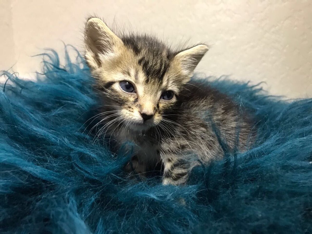 AdoptMiamiPets's tweet photo. 🐱+🍼=❤️ Save a life by becoming a #KittenCuddler foster parent! Learn how you can help: https://t.co/K0yzAFqyGW #Miami #Kitten #PetsToLove https://t.co/8YZ6HJ8ndb