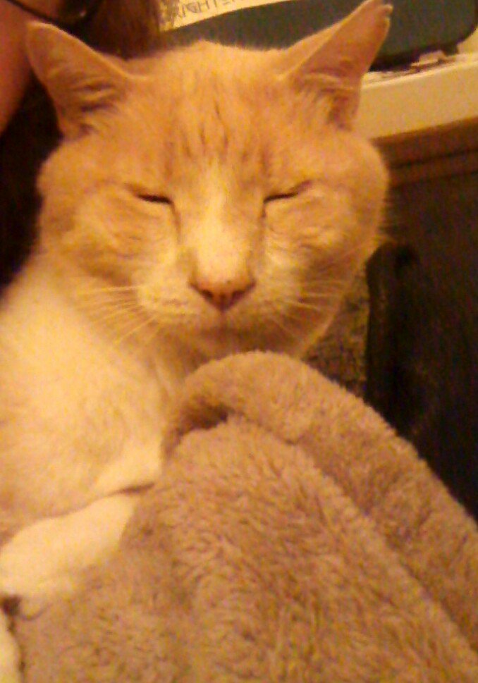 RomeoRites's tweet photo. Please RT
One of our cats is missing. Last seen on the 26th March in Connor Downs, Hayle, Cornwall, UK
Answers to the name of Bailey. https://t.co/cN2RZqZbxp