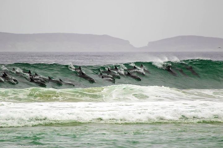 VendangeRSA's tweet photo. Dolphins surfing in Plett today. @dblshotplett https://t.co/xmyoslKCkN