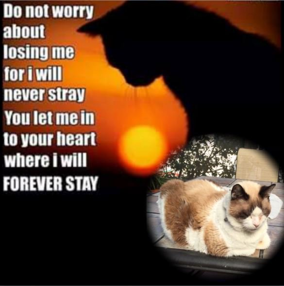 nesjloch's tweet photo. Run free darling Rascal. Mum says thank you for being there when Islay went OTRB. #TheAviators #Angels Hugs to mum and Kobe #RIPRascal https://t.co/CMPlRFXsMd