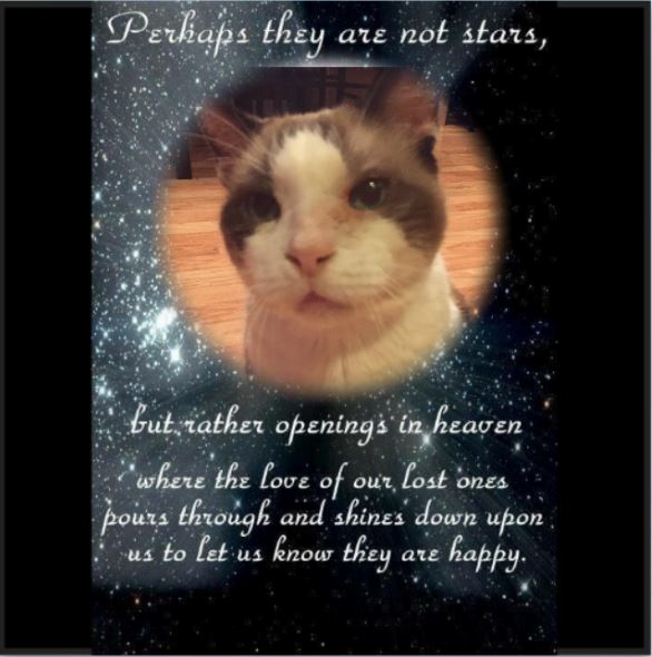 nesjloch's tweet photo. Run free darling Rascal. Mum says thank you for being there when Islay went OTRB. #TheAviators #Angels Hugs to mum and Kobe #RIPRascal https://t.co/CMPlRFXsMd
