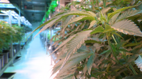 tC_Crowdfunding's tweet photo. Report: States with medical marijuana have lower opioid-related hospitalization rates https://t.co/IxsAOPme2g https://t.co/r1Z2WVUelg