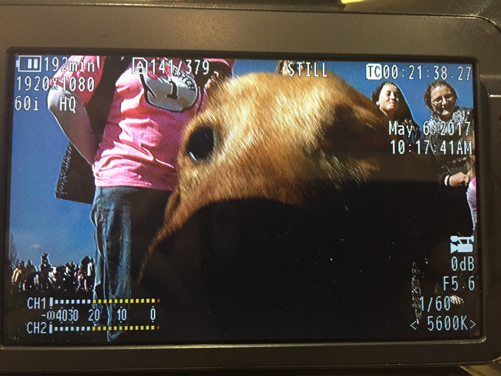 DaveK_CBS58's tweet photo. @allisonmarie892 I think you're going to like this week's Dog-at-a-public-event-at-the-lakefront video. https://t.co/vvUDKbjktd
