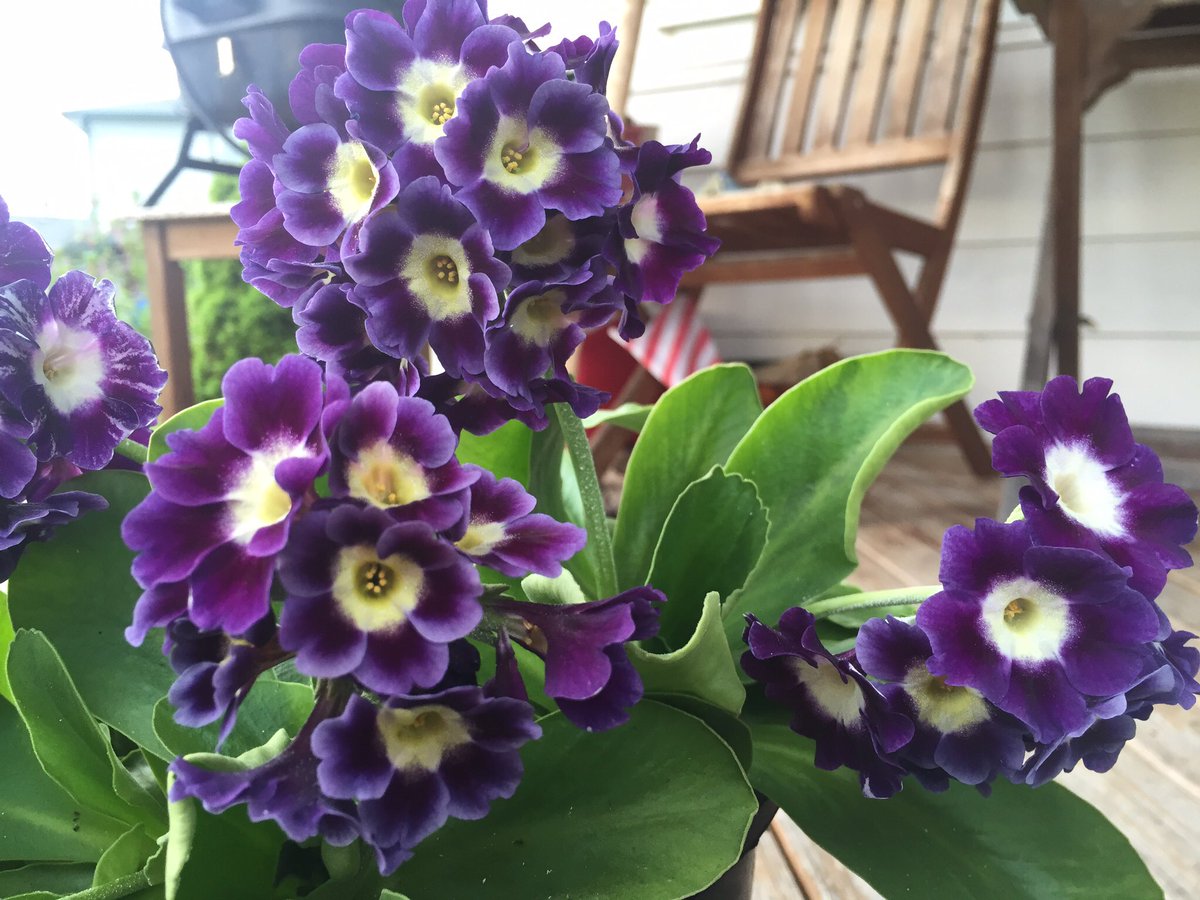 I fell in love with these years ago my favorite #springflower #primulaauricula