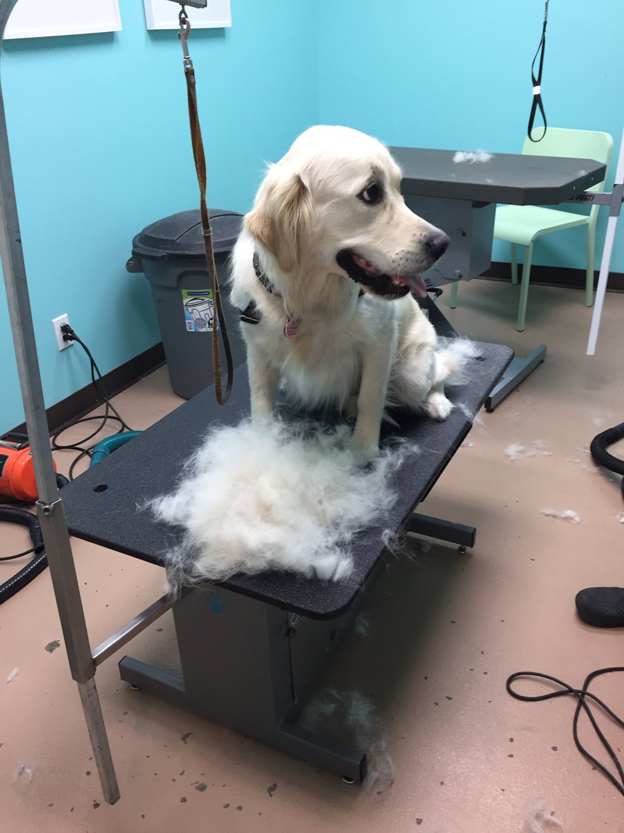 TCC_Dog's tweet photo. Well, there goes the winter coat! Putting it away for another season https://t.co/obc2zuCduE