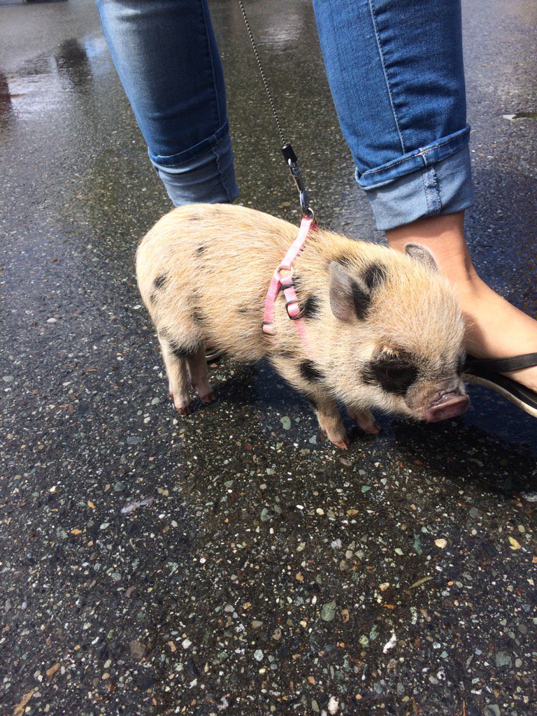 Tulip was at the market too