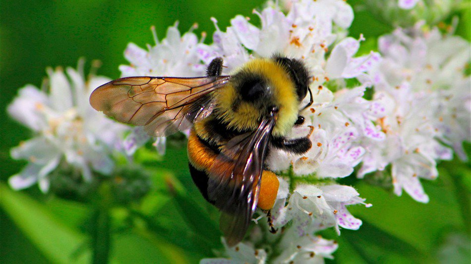 RacingXtinction's tweet photo. The first #bee species in continental U.S. to be considered endangered https://t.co/GmgOyBlg7o https://t.co/lbLs4xnGZZ